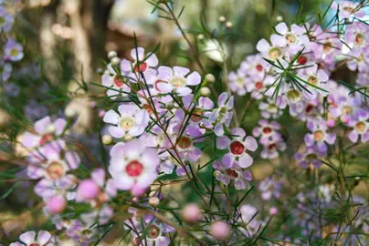 Chamelaucium uncinatum shrub with masses of pink flowers.