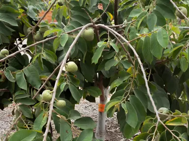 cherimoya-custard-apple-3