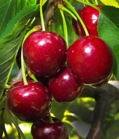 Cherry Summit red fruit on a tree.