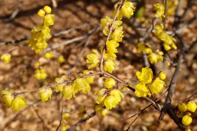 Chimonanthus praecox 'Luteus' plant with yellow flowers.