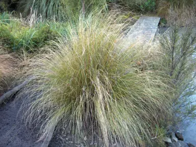 Chionochloa rigida plant.