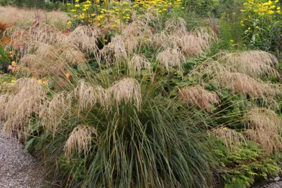 chionochloa-conspicua-