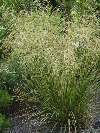 chionochloa-conspicua-3