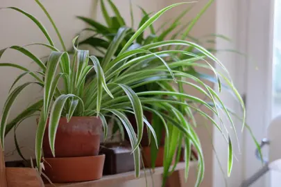 Chlorophytum comosum variegatum plants growing in pots on a shelf.