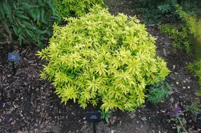 Choisya 'Gold Finger' plant in a garden.