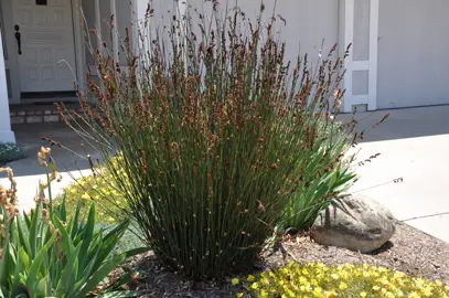 A large Chondropetalum elephantinum rush with green foliage growing in a garden.