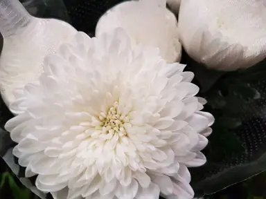 Chrysanthemum 'Double White' flower.