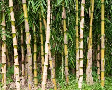 Chusquea gigantea plant with bamboo stems and green foliage.