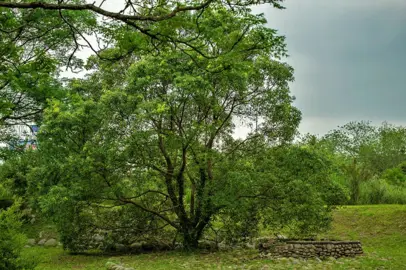 Cinnamomum camphora tree in a country garden.