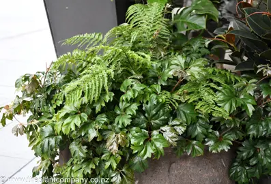 Cissus rhombifolia trailling over the sides of a planter with lush foliage.