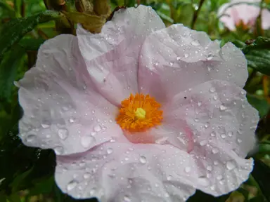 Cistus Anne Palmer pink flower.