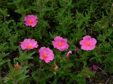 Cistus crispus plant with pink flowers and lush, green foliage.