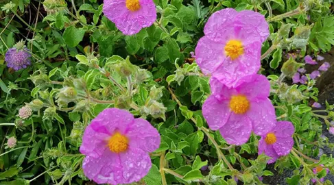 Cistus incanus pink flowers and green foliage.