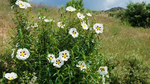 cistus-ladanifer--2