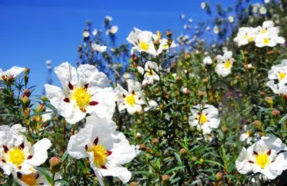 cistus-ladanifer-