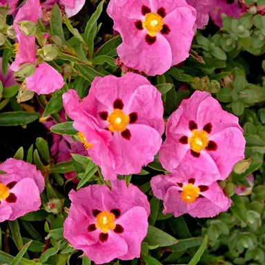 cistus-pink-silk-