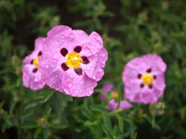 Cistus purpureus pink flowers with purple spots above green foliage.