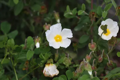 Cistus salviifolius plant with lush green foliage and elegant, white flowers.