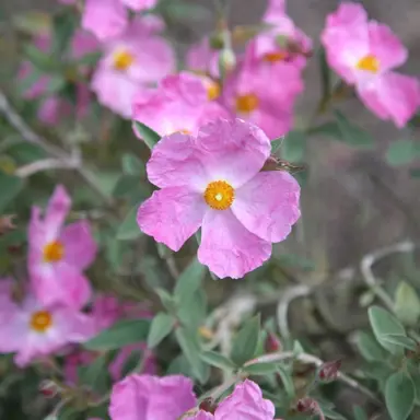 cistus-silver-pink--1