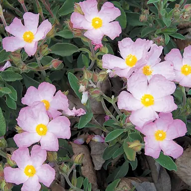 cistus-silver-pink-