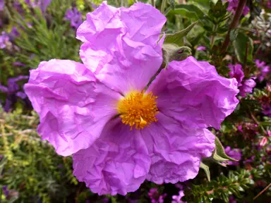 Cistus violetti dark pink flower.