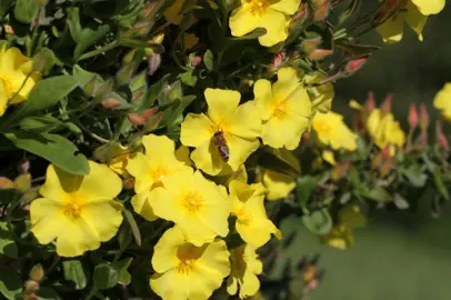 cistus-yellow-fever-