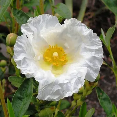 cistus-bennetts-white-1