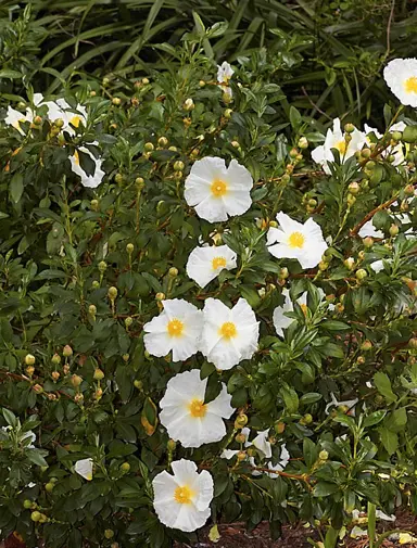 cistus-bennetts-white-3