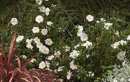 cistus-bennetts-white-4