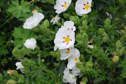 cistus-lusitanicus-