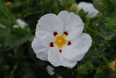 cistus-lusitanicus-1