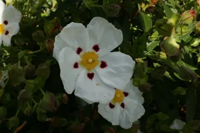 cistus-lusitanicus-2