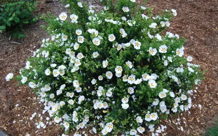 cistus-lusitanicus-3