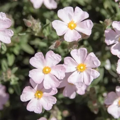 cistus-pink-ice-