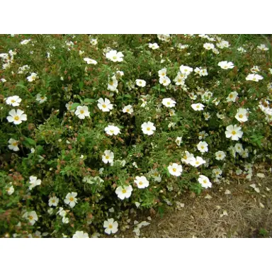 cistus-snowmound-