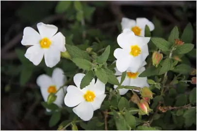 cistus-snowmound-1