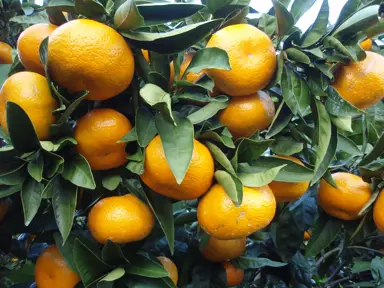 satsuma-mandarin-