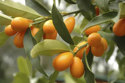 kumquat-blush-