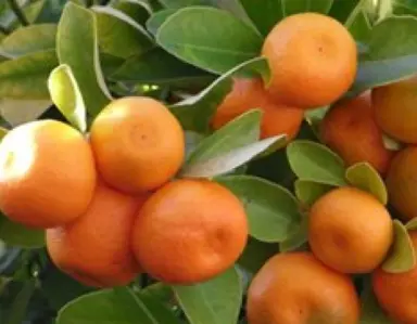 kumquat-calamondin-