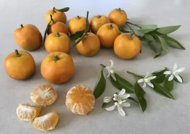 kumquat-calamondin-1