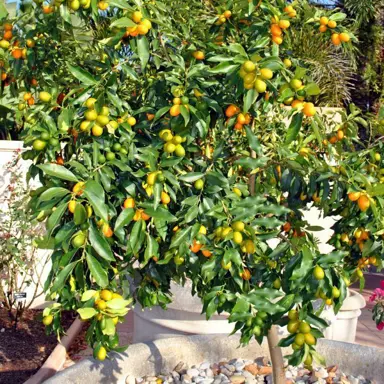 kumquat-nagami-