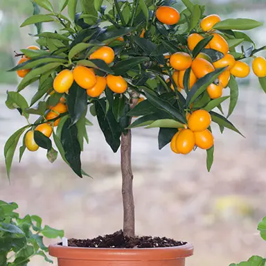 kumquat-nagami-1