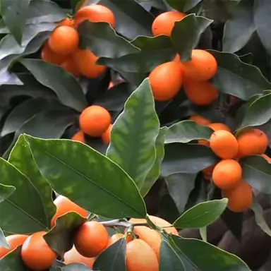 kumquat-nagami-2