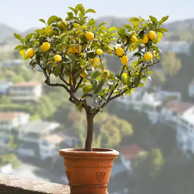 genoa-lemon-4