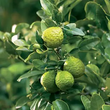 kaffir-lime-1