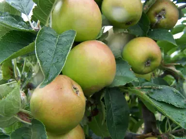 'Claygate Pearmain' apple fruit.