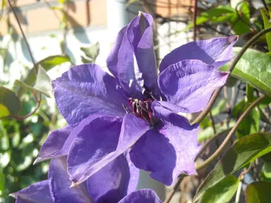 Clematis 'Alice Fisk' purple flowers.