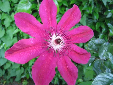 Clematis Allanah dark pink flower.