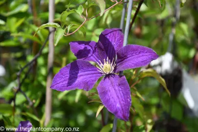 clematis-aotearoa--1