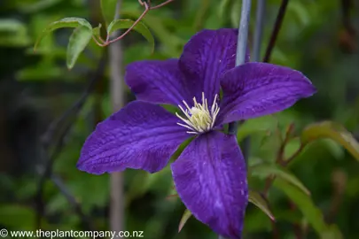 clematis-aotearoa-